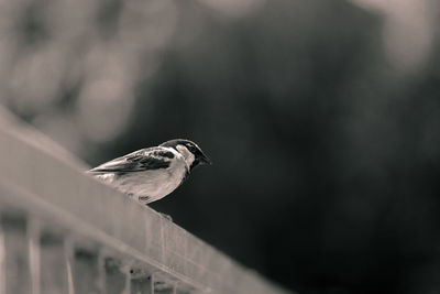 Close-up of bird perching outdoors