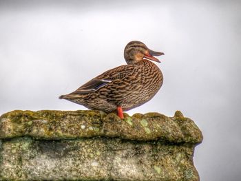 Close-up of bird perching on stone wall