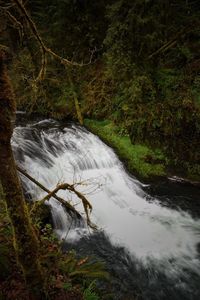 Scenic view of waterfall in forest