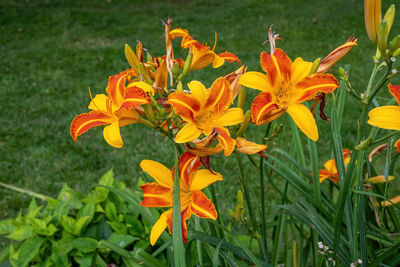 Close-up of yellow flowering plant