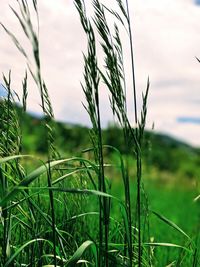 Close-up of grass growing on field against sky