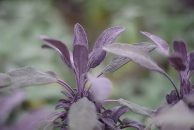 Close-up of purple flowering plant