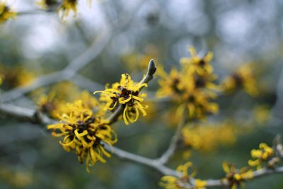 Close-up of yellow flowering plant