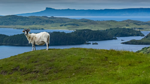 Goat standing on field against lake