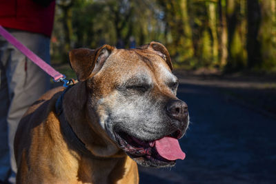 Close-up of a dog looking away