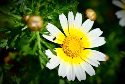 Close-up of yellow flower blooming outdoors