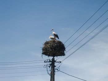 Low angle view of birds in nest on power line against blue sky