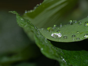 Close-up of raindrops on leaves