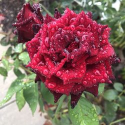 Close-up of wet red rose in rainy season