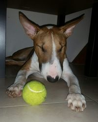 Portrait of dog with ball