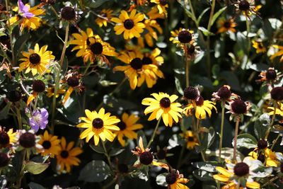 Close-up of bee pollinating on yellow flowering plant