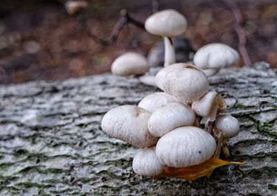 Close-up of fungus on tree trunk