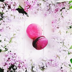 Directly above view of macaroons on table
