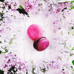 Close-up of pink flowers