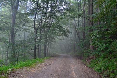 Dirt road amidst trees in forest