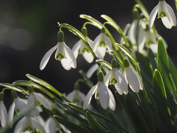 Close-up of white flowering plant