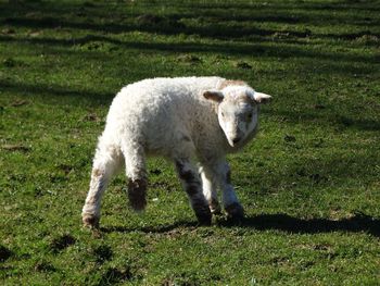 Sheep on grassy field