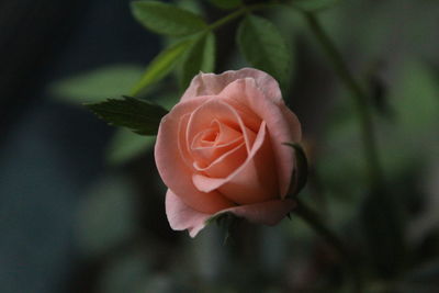 Close-up of flower blooming outdoors