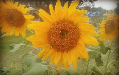 Close-up of sunflower