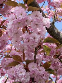 Low angle view of pink flowers blooming on tree