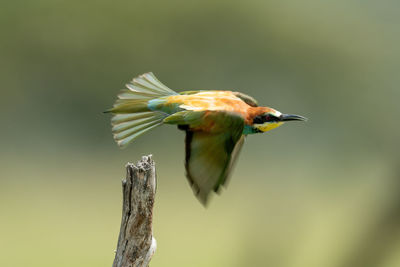 European bee-eater flies past dead tree stump