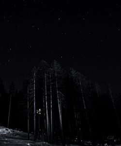 Low angle view of trees against sky at night