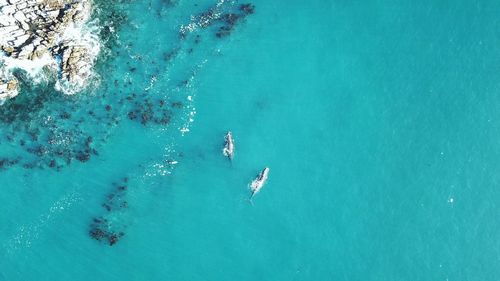 High angle view of two whales by the shore