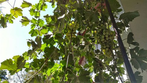 Low angle view of plants growing on tree