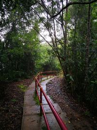 Walkway amidst trees in forest