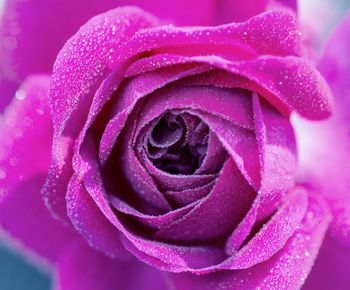 Close-up of wet pink rose