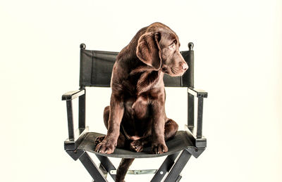 Dog sitting on chair against white background