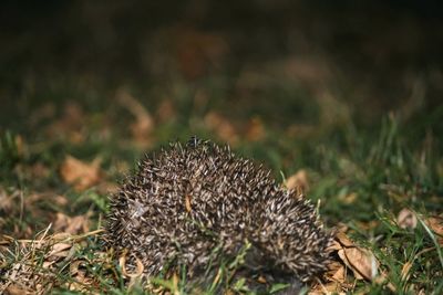 Hedgehog among the fallen leaves