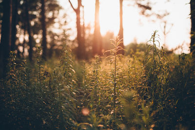 Close-up of plants growing on field against sky