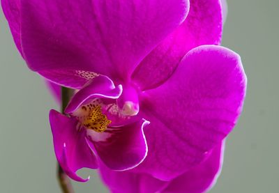 Close-up of pink orchids against white background