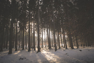 Snowy forest landscape in sunset light, wintertime