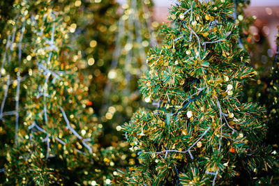 Christmas holidays banner, tree, bokeh background. christmas background selective-focus concept.