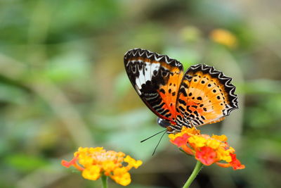 Close-up of butterfly pollinating on flower
