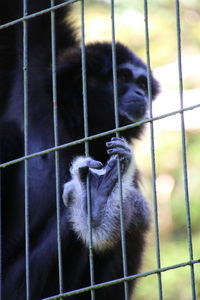 Monkey in cage at zoo