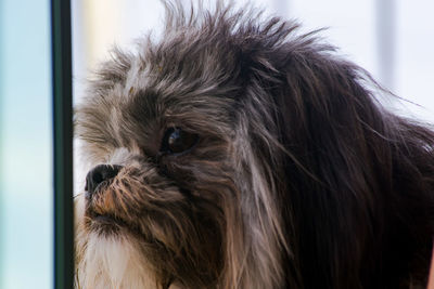 Close-up of dog looking away at home