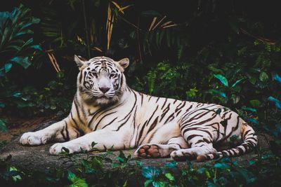 Tiger resting in a zoo