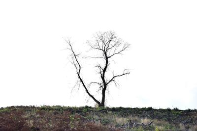 Bare tree on field against clear sky