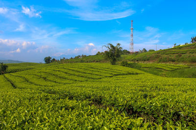 Scenic view of agricultural field against sky