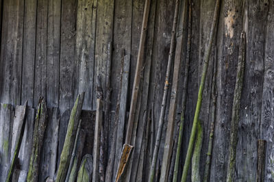 Full frame shot of tree trunk