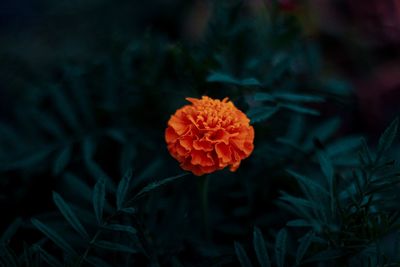 Close-up of orange flower on field