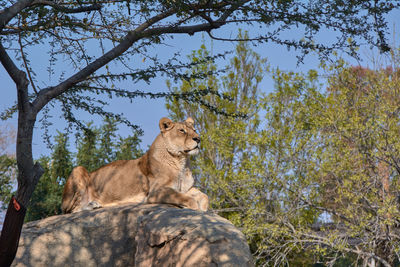Lioness on top of a stone watching over their territories