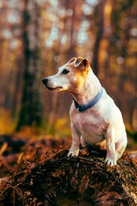 Beautiful dog jack russell walks in the autumn fores
