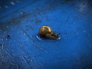 Close-up of snail on wet surface