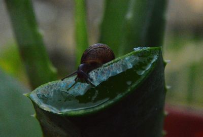 Close-up of snail on leaf