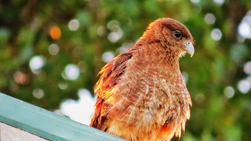 Close-up of owl perching on tree