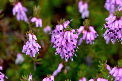 Close-up of pink flowering plants in park